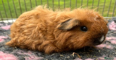 Guinea Pig rodents - Advert 5