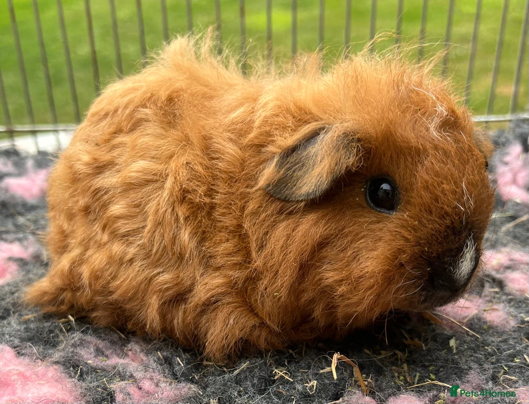Guinea Pig rodents for sale: Texel, Sheltie, Merino, Coronet guinea pigs.  - Image 5