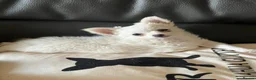 Chihuahua dogs for sale: Stunning chihuahua babies in Newark - Advert 2
