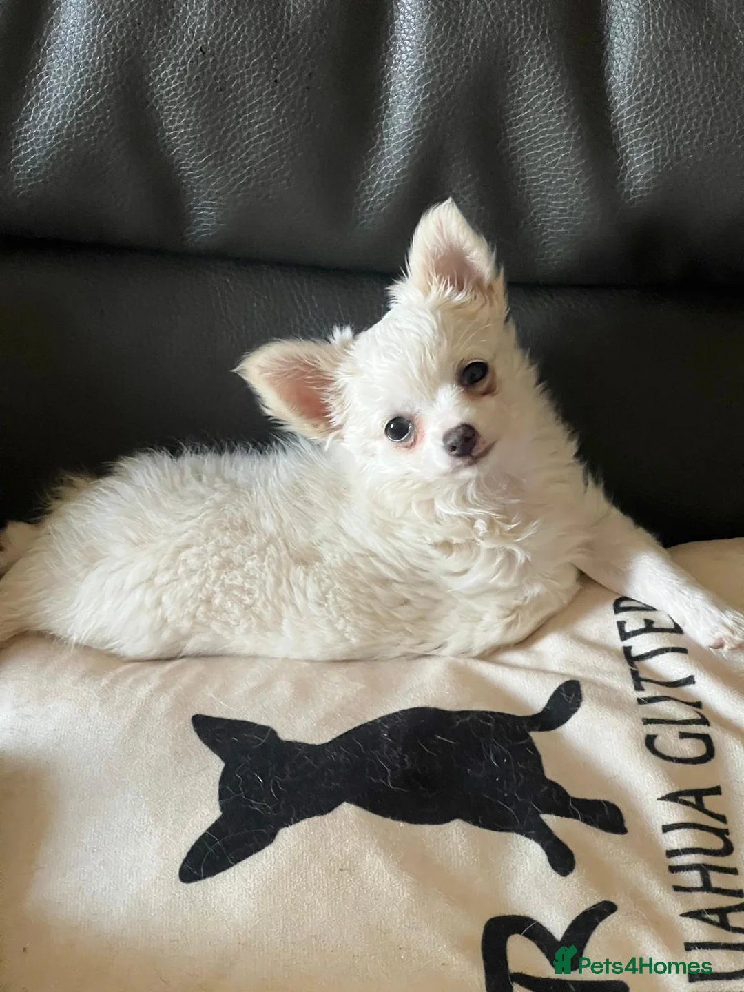 Chihuahua dogs for sale: Stunning chihuahua babies in Newark - Advert 2