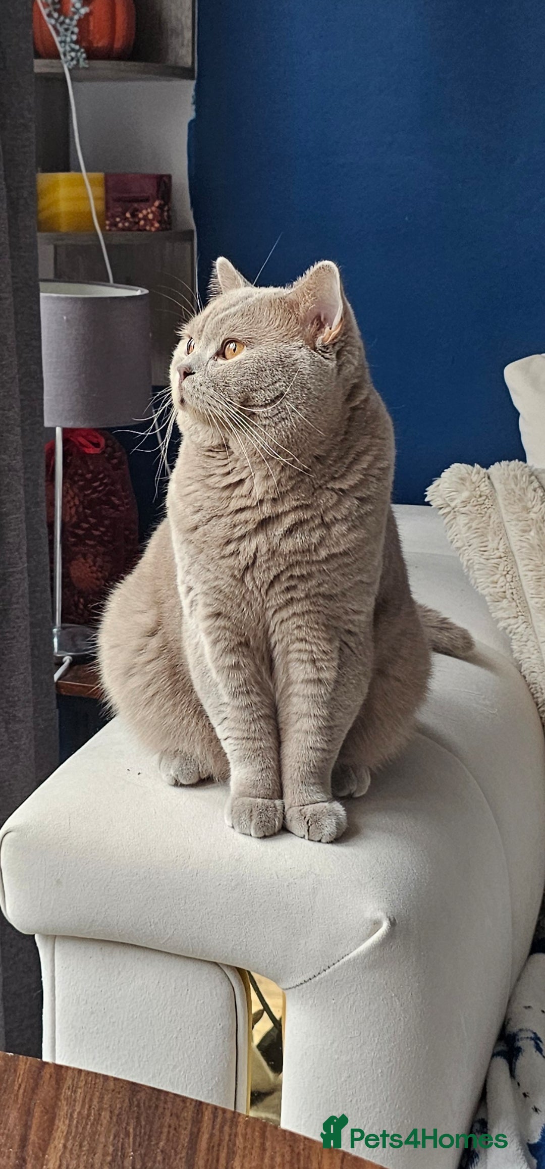 British Shorthair cats for sale: British Shorthair lilac male - Advert 4