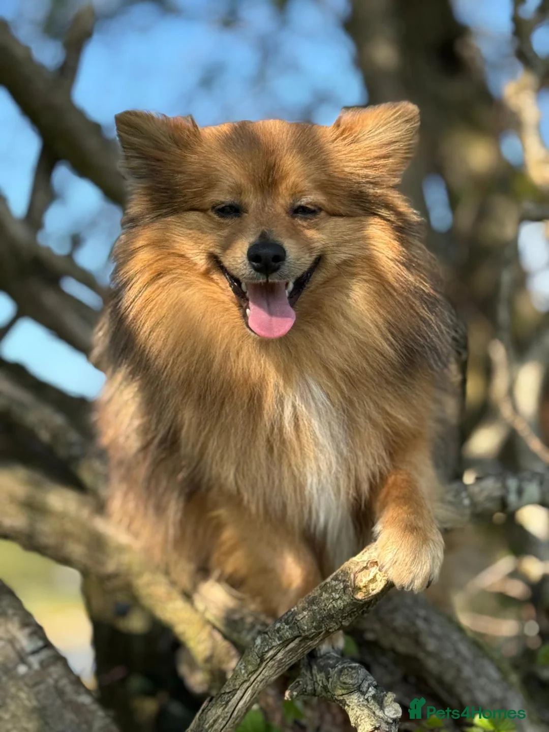 Pomeranian dogs for sale: Entire Red Pomeranian dog carrying Merle gene - Advert 1