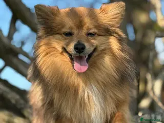 Pomeranian dogs Entire Red Pomeranian dog carrying Merle gene - Advert 1