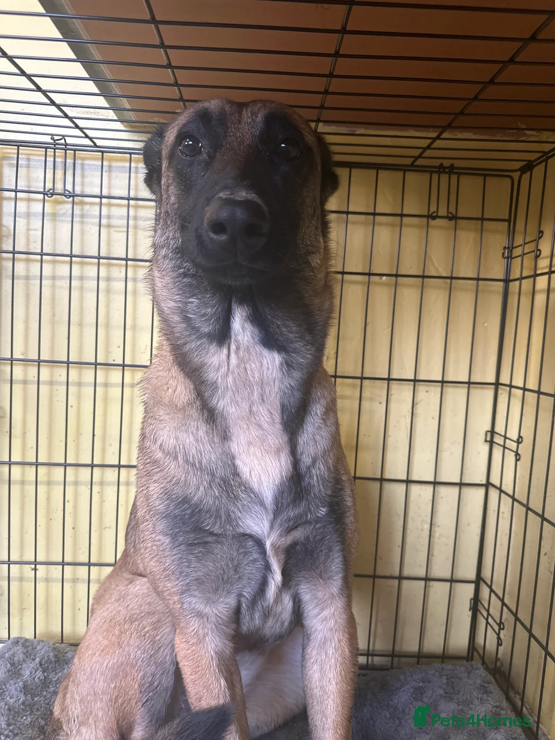 Mixed Breed dogs for sale: Belgian Malinois . Female  - Advert 5