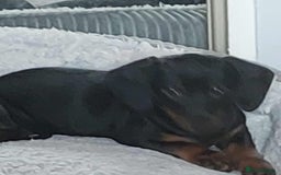 Miniature Dachshund dogs for sale: Dashound puppies for sale  - Image 6