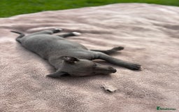 Whippet dogs for sale: Blue Whippet Puppy - Image 9