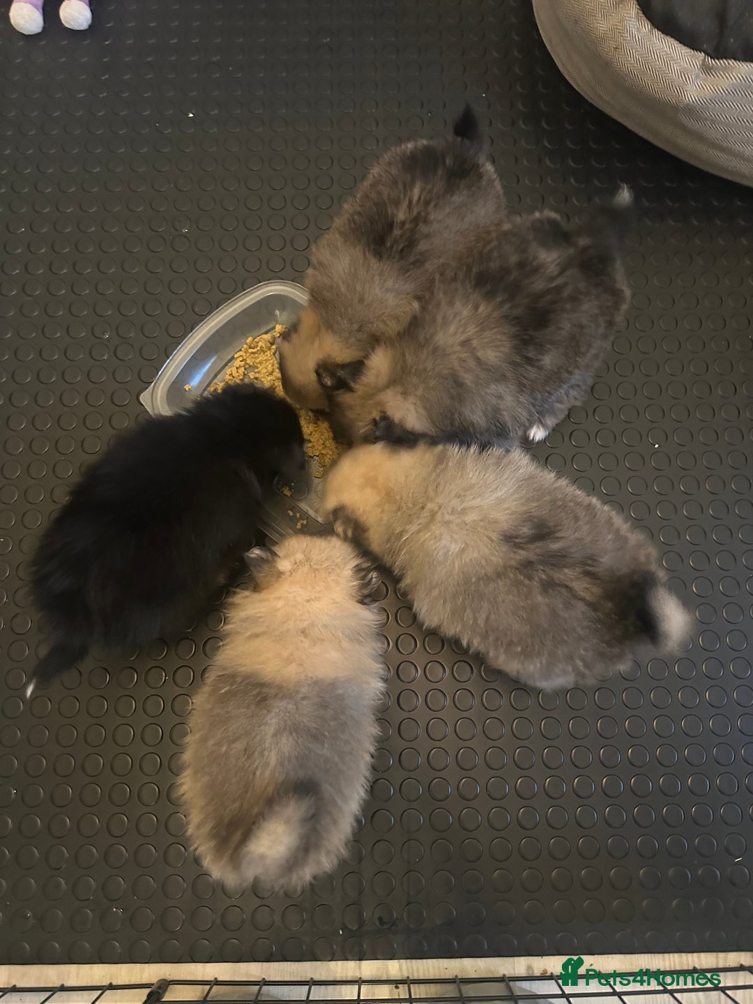 Pomeranian dogs for sale: Pomeranian puppy’s for sale - Advert 17