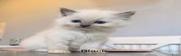 Ragdoll cats for sale: 4 Female Purebred Blue Point & Blue Mitted Ragdoll - Advert 17