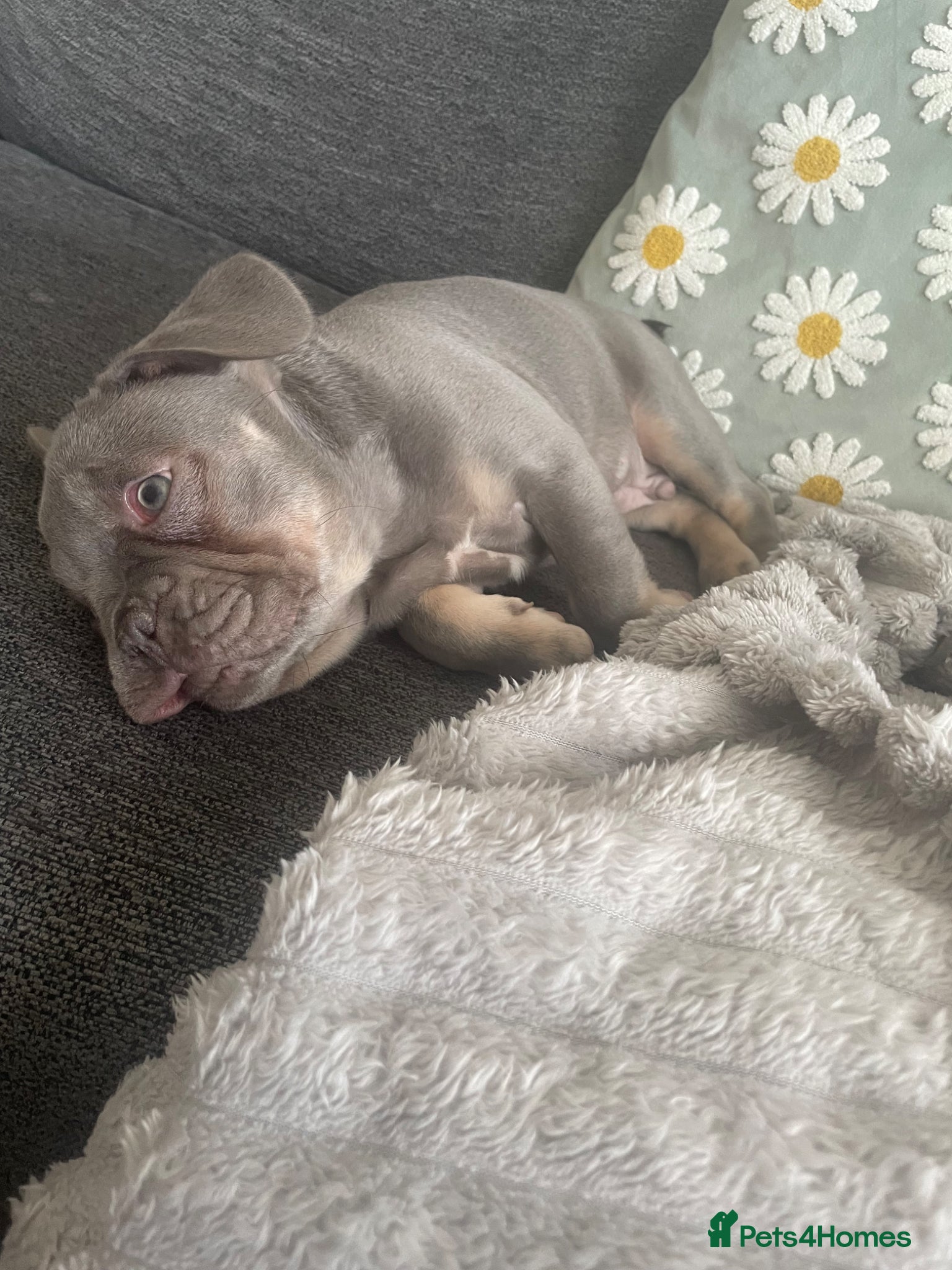 French Bulldog dogs £950 French Bulldog  - Advert 1