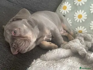 French Bulldog dogs £950 French Bulldog - Advert 1