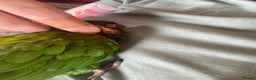Conures birds for sale: Blue Throated Conure - Advert 3