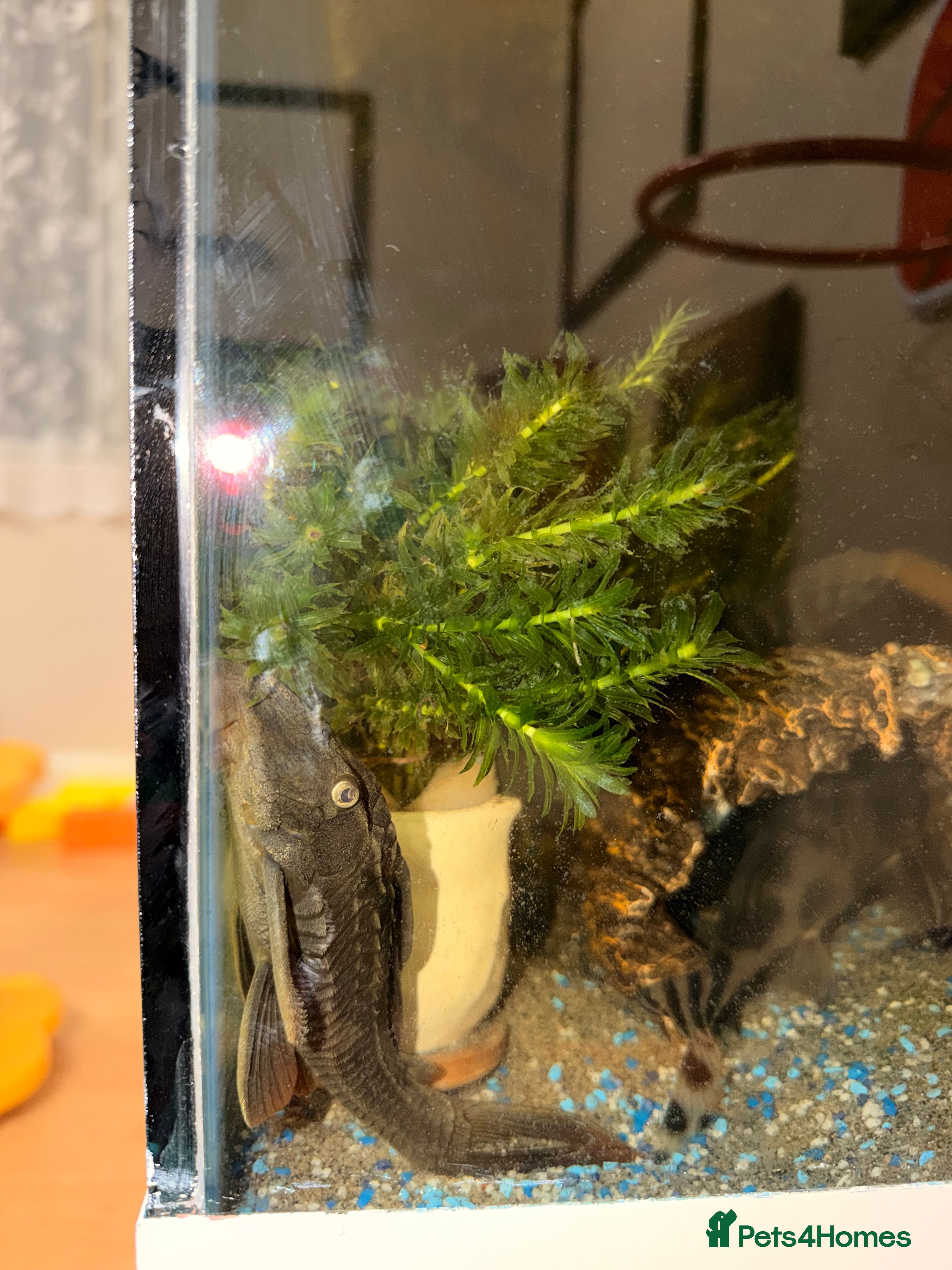 Cichlids fish Cichlids and Pleco  - Advert 5