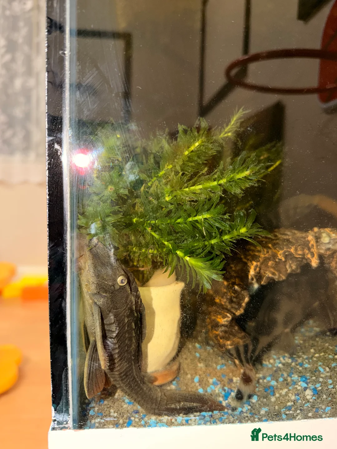 Cichlids fish for sale: Cichlids and Pleco  - Advert 1