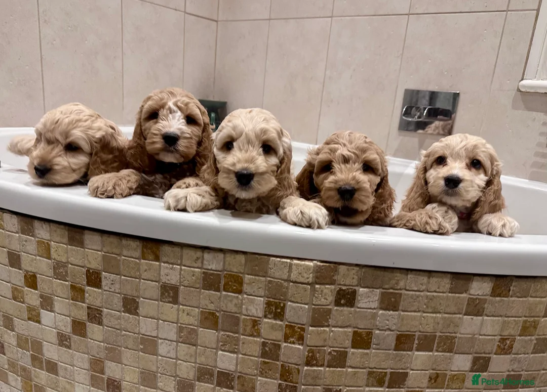 Cockapoo dogs for sale: Exceptional F1 Apricot / Red Cockapoo Puppies  - Advert 1