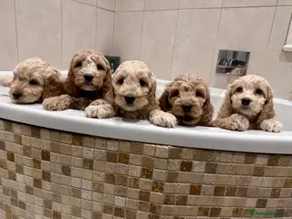 Cockapoo dogs Exceptional F1 Apricot / Red Cockapoo Puppies - Advert 1