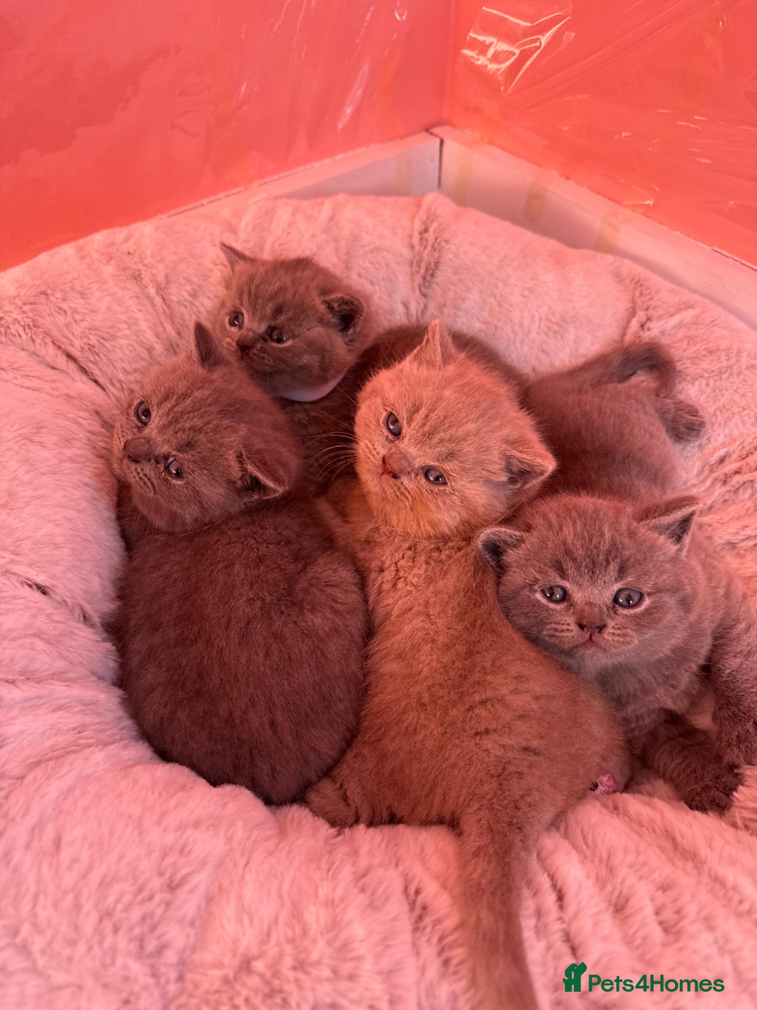 British Shorthair cats Beautiful chunky British shorthaired kittens  - Advert 1