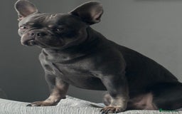 French Bulldog dogs for stud: Blue and Isabella French bulldog  - Image 2