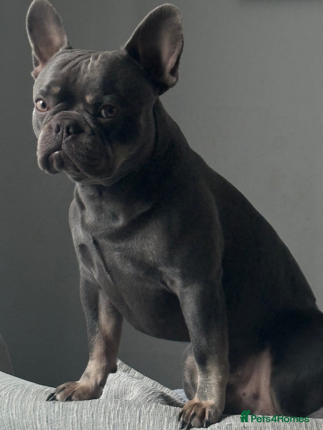 French Bulldog dogs for stud: Blue and Isabella French bulldog  - Image 2
