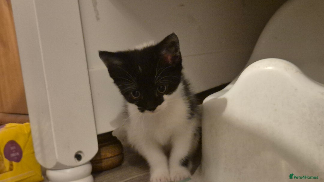 Mixed Breed cats for sale: 2 female kittens available and ready to leave  - Advert 16