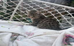 Persian cats for sale: Half Persian Beautiful Kittens  - Image 4