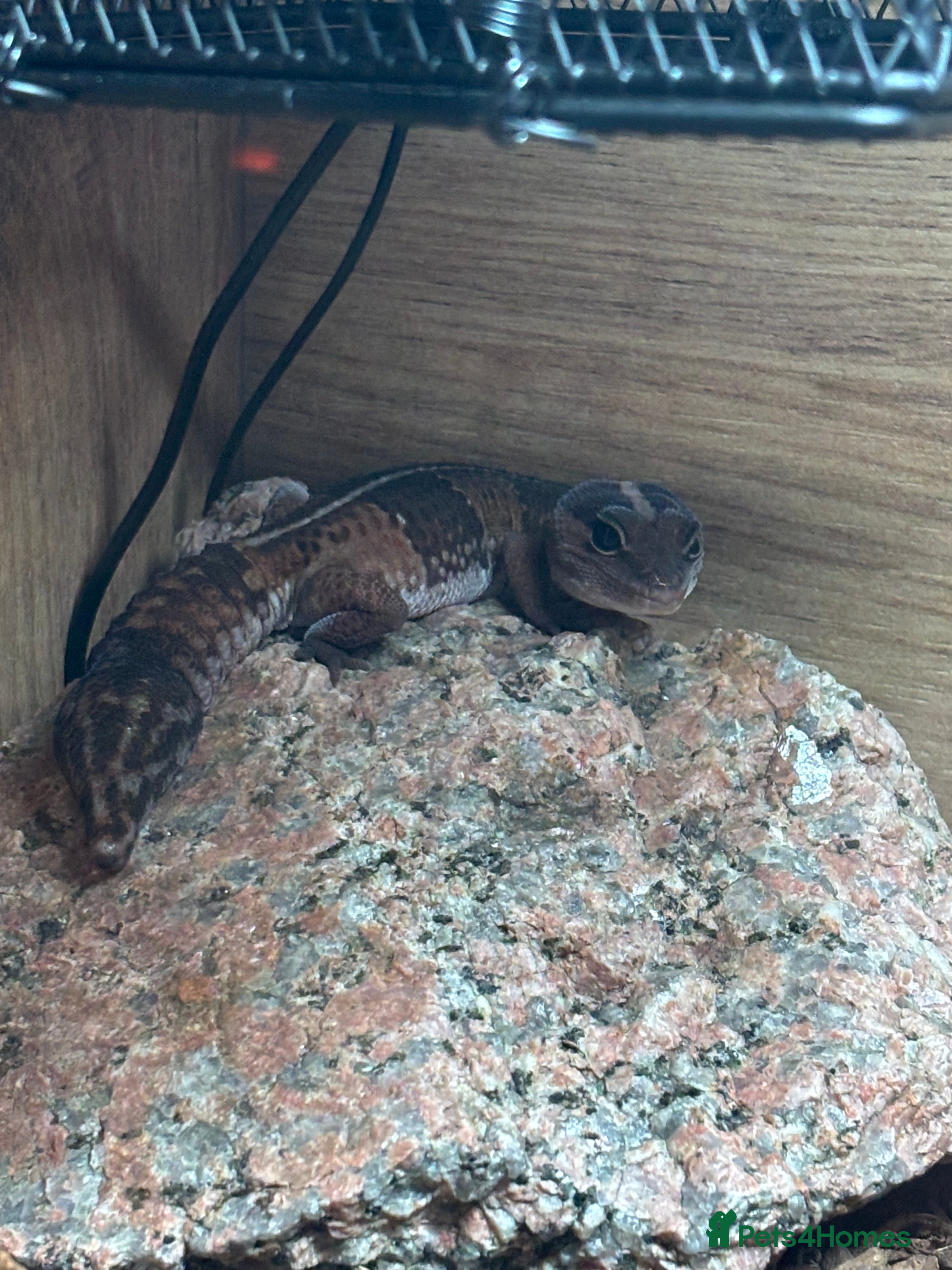 Gecko reptiles African fat tail gecko  in Chatteris - Advert 3