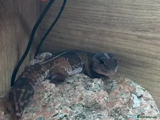 Gecko reptiles African fat tail gecko in Chatteris - Advert 3