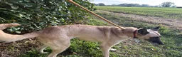 Mixed Breed dogs for adoption: Asha - Norwich Norfolk  - Advert 5