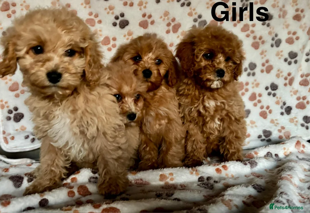 Cavapoo dogs for sale: Beautiful red Cavapoos  in Sheerness - Advert 21