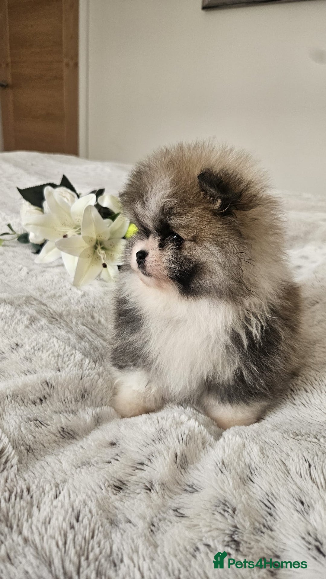 Pomeranian dogs for sale: Little beautiful pomeranians Tamworth  - Advert 14