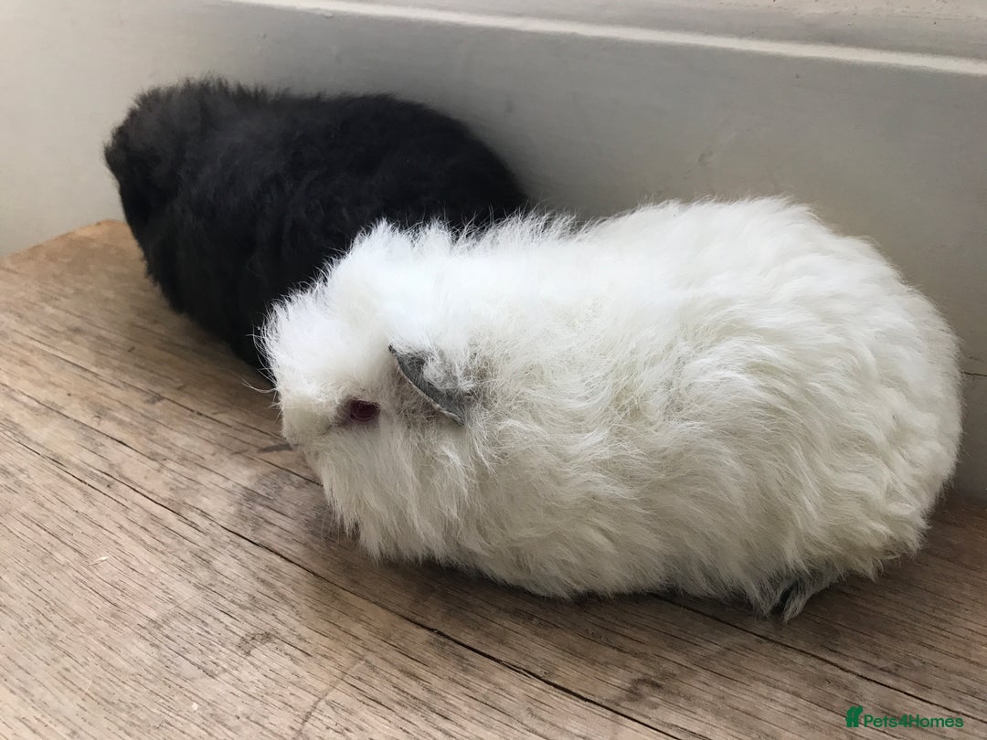 Guinea Pig rodents for sale: Swiss brothers - Advert 2