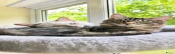 Ragdoll cats for sale: Stunning Black Tabby Cherubim Ragdoll - Advert 4