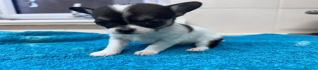 Chihuahua Puppy 2