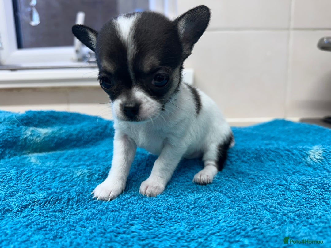 Chihuahua dogs for sale: Chihuahua  - Image 22