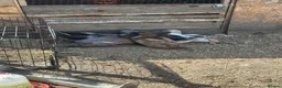 Ducks poultry for sale: Bonded group ducks drakes goose geese runners  - Advert 5