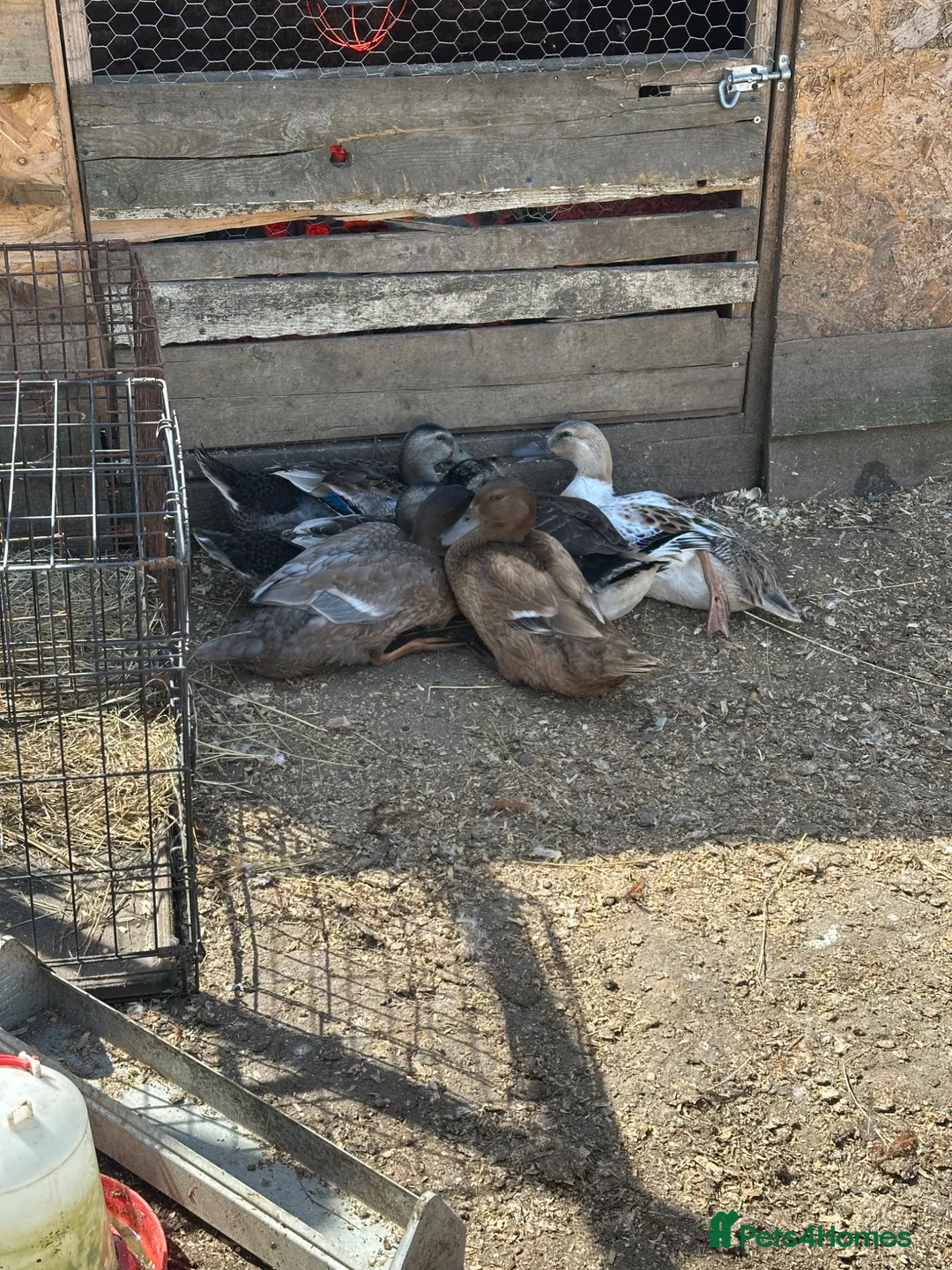 Ducks poultry for sale: Bonded group ducks drakes goose geese runners  - Advert 5
