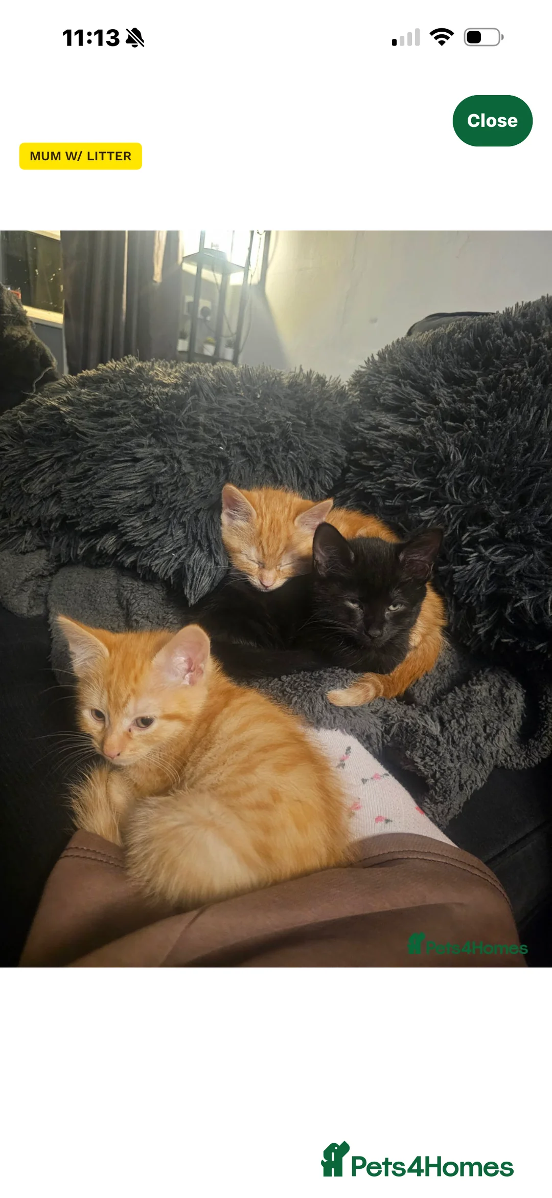 British Shorthair cats for sale: 3 kittens for sale - Advert 2