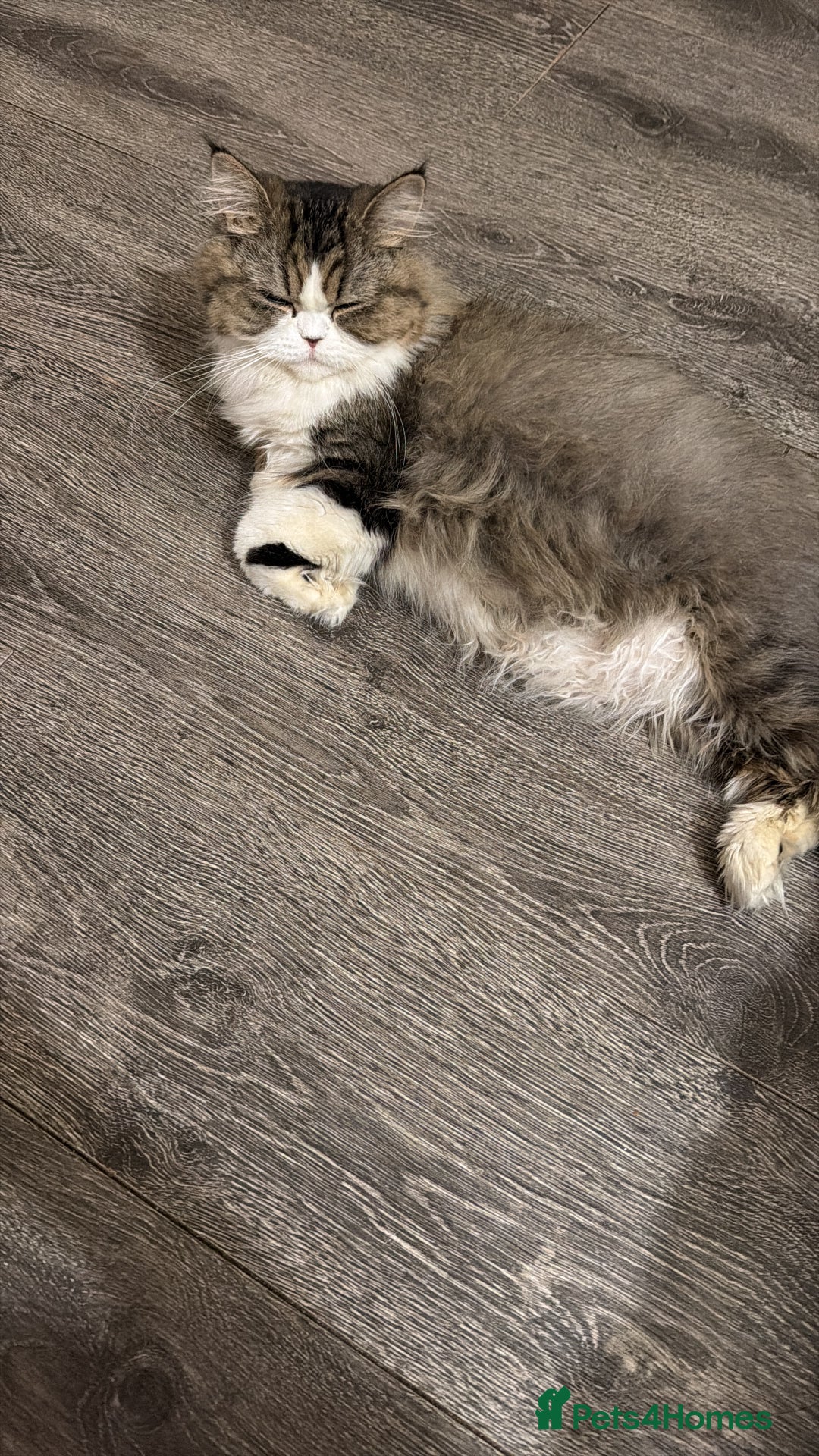 Exotic cats for sale: Beautiful exotic Persian babies - Advert 15