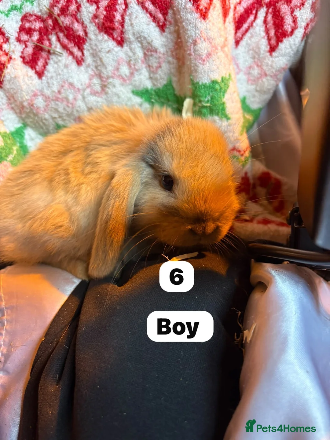 Mini Lop rabbits for sale: Super cute mini lops for sale  - Advert 6