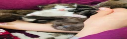 Mixed Breed cats for sale: Five beautiful kittens  - Advert 2