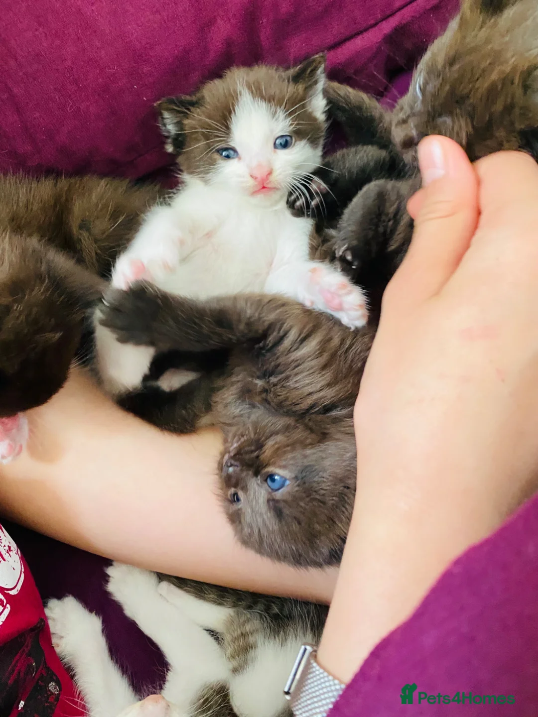 Mixed Breed cats for sale: Five beautiful kittens  - Advert 2