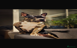 Mixed Breed dogs for sale: 1 Girl & 1 Boy now available  in Bexhill-on-Sea - Image 14