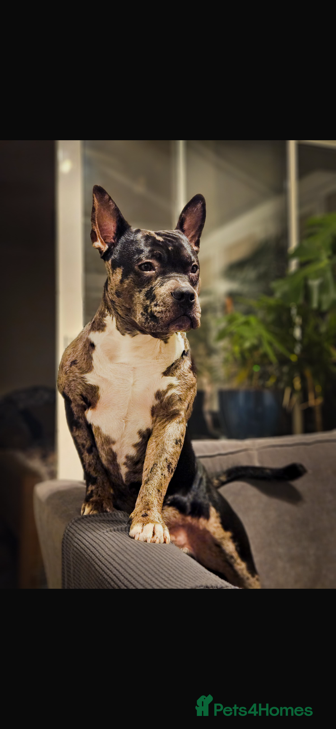 Mixed Breed dogs for sale: 1 Girl & 1 Boy now available  in Bexhill-on-Sea - Image 14