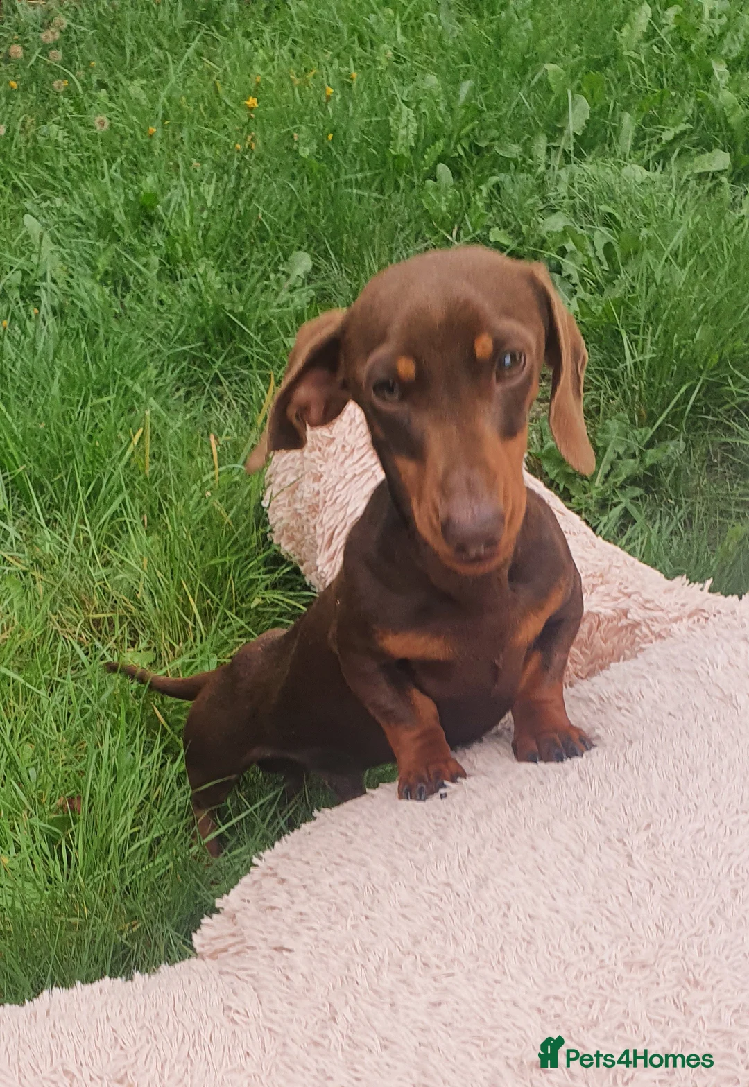 Miniature Dachshund dogs for stud: TINY KC REG HEREDITARY PRA CLEAR PROVEN in Pontefract - Advert 6