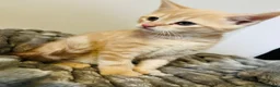Mixed Breed cats for sale: beautiful kittens Mum is bengal/Maine coone cross  - Advert 8