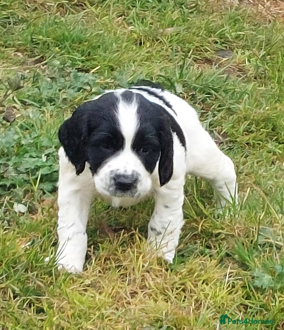 English Springer Spaniel dogs for sale: Quality Spaniel Litter at Sandaharr  - Image 6