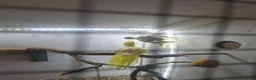 Parakeets birds for sale: 2 Young  kakariki  - Advert 4