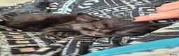 Mixed Breed cats for sale: Playful kittens - Advert 8