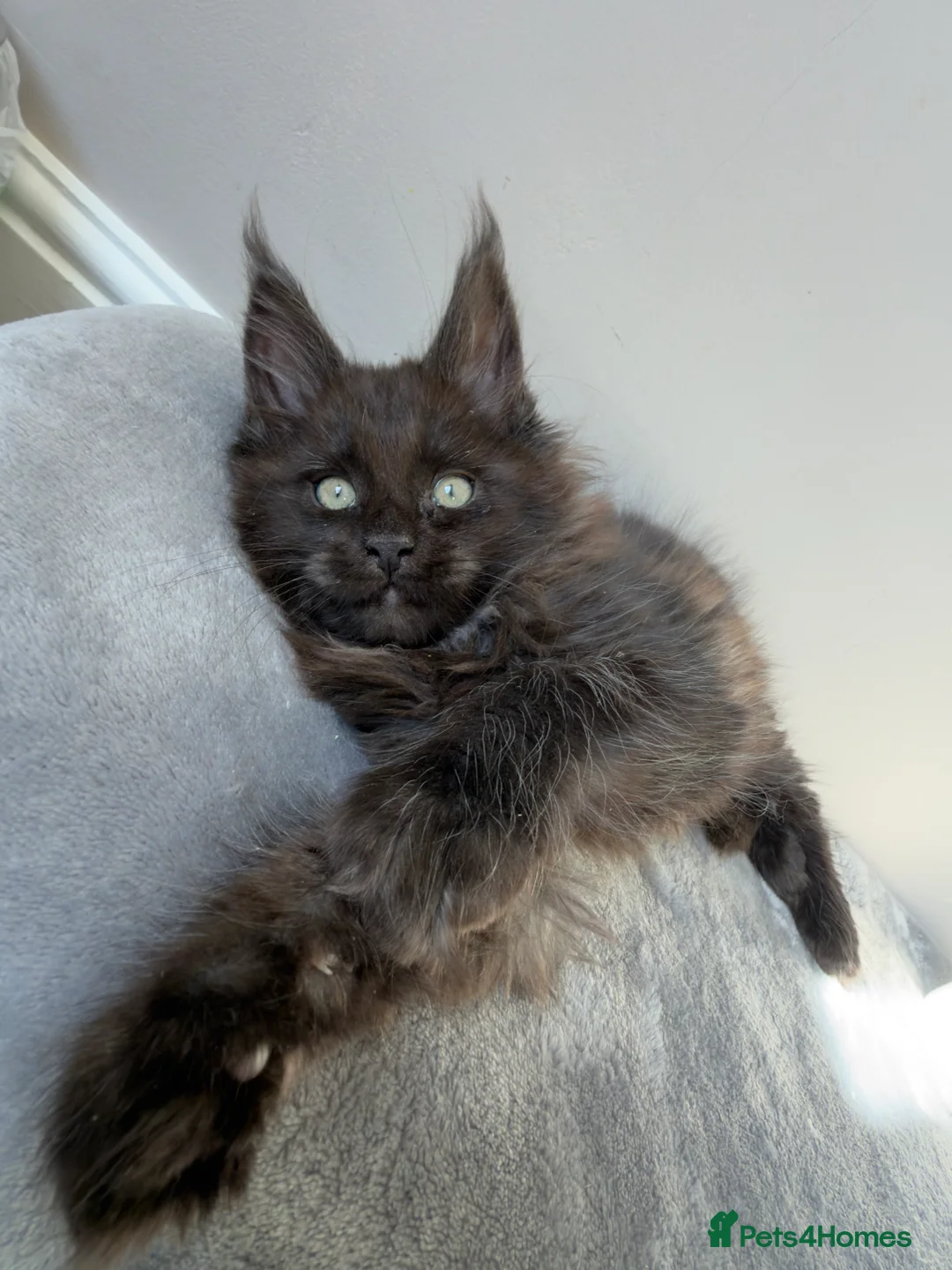 Maine Coon cats for sale: ⭐️ Outstanding TICA Maine Coons ⭐️ - Russian Lines in Halifax - Advert 13