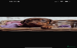 Miniature Dachshund dogs for sale: Daschund pups chocolate and chocolate dapple - Image 19