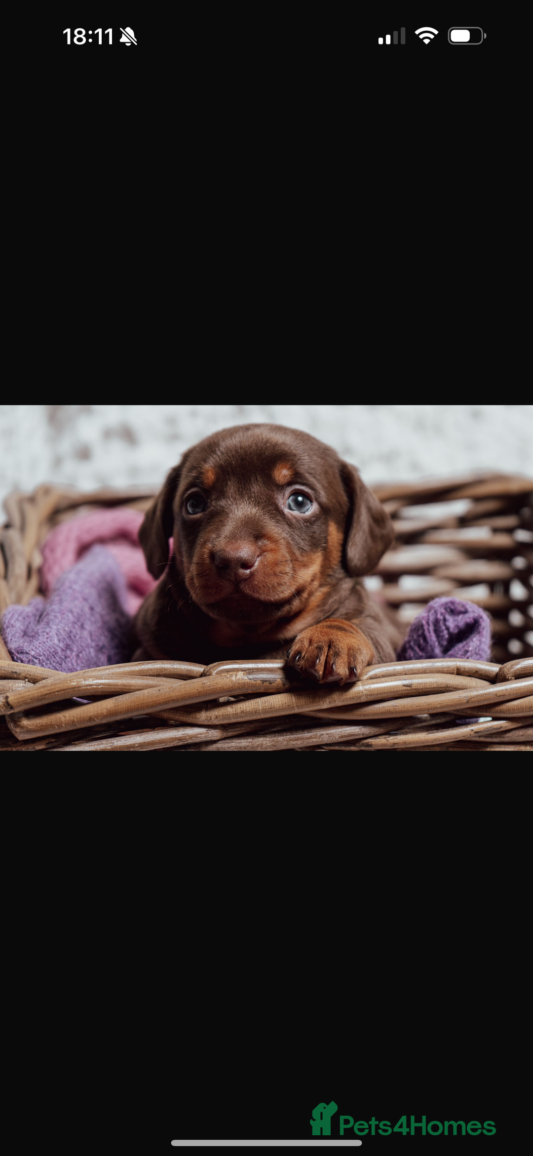 Miniature Dachshund dogs for sale: Daschund pups chocolate and chocolate dapple - Image 19